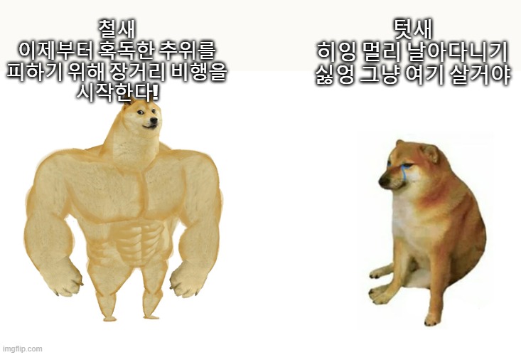 철새텃새1.jpg