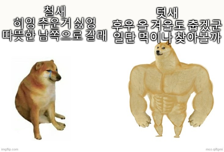 철새텃새2.jpg