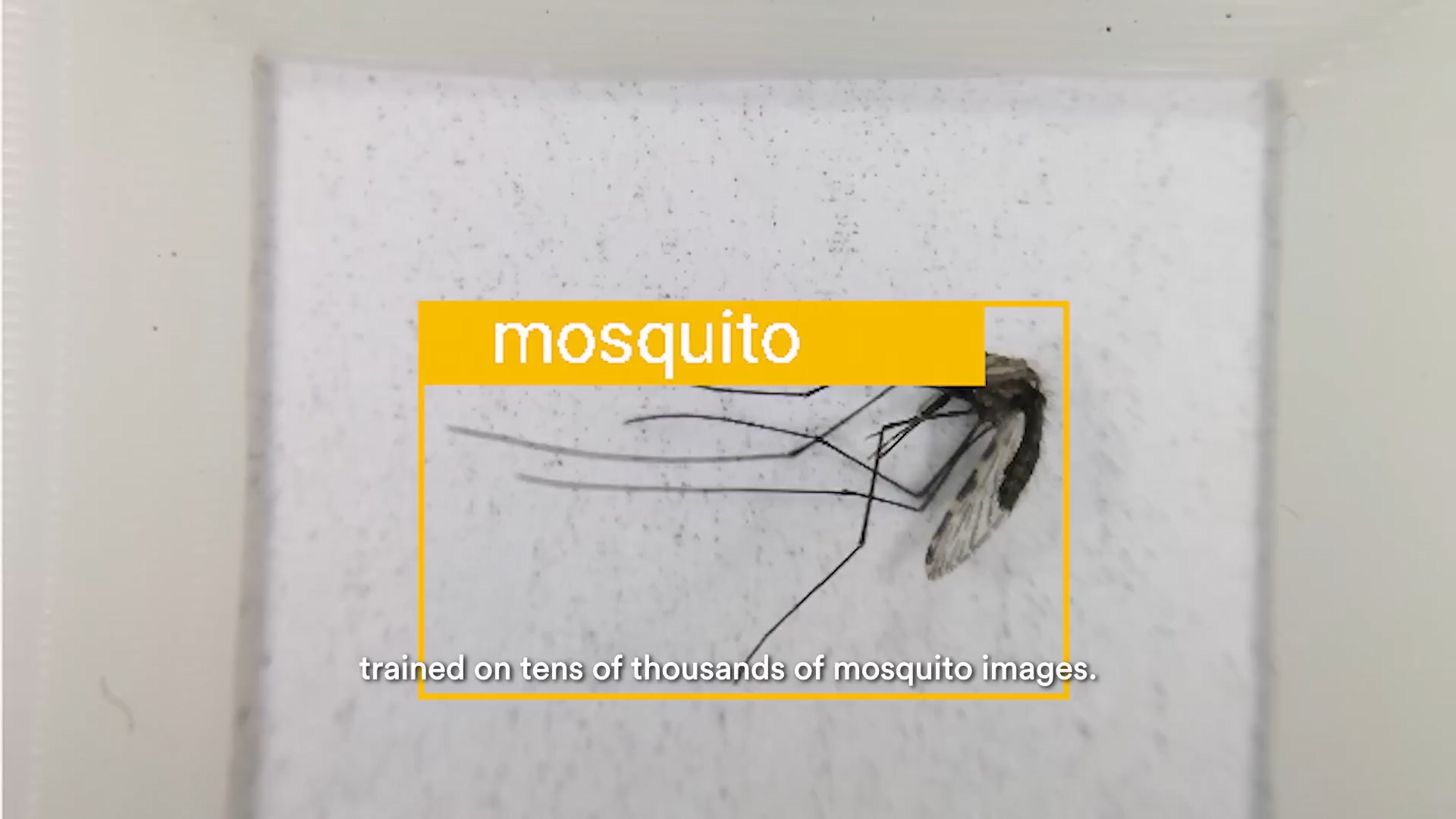 This app sees dead mosquitoes.mp4_snapshot_02.09_[2024-08-23_18.04.35].jpg